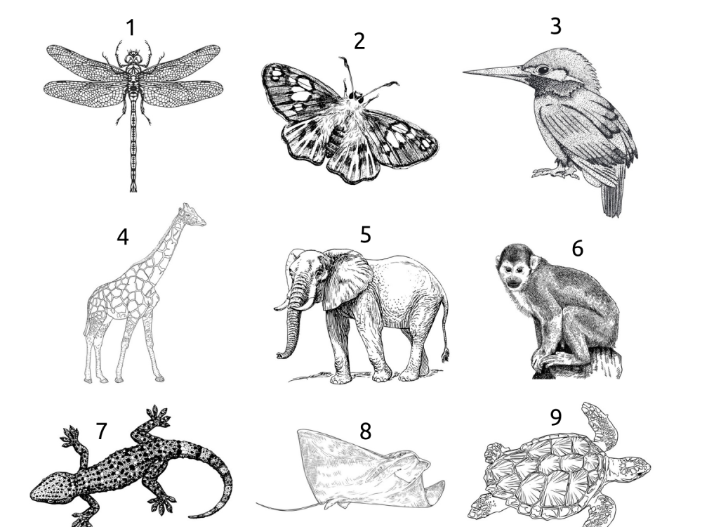 Heren hoodie, Wijnrood